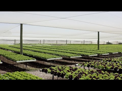 How did Hi Fresh Hydroponics in Adelaide utilise solar power to save $4000 a month in costs?